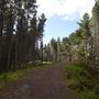 Tahekeroa Forest