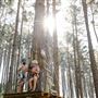 Tree Adventures