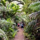Great Barrier Island