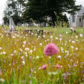 Waikumete Cemetery