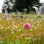Waikumete Cemetery