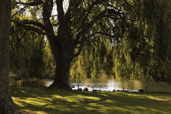 Western Springs Park