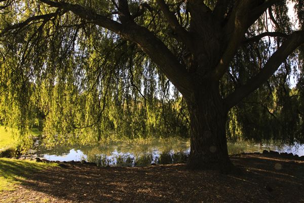 Western Springs Park